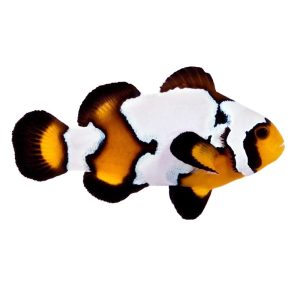 ORA Black Ice Clownfish