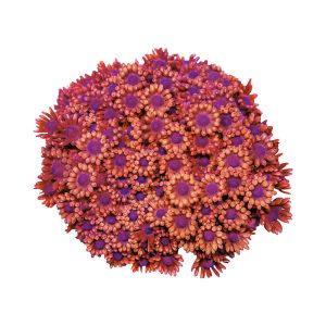 ORA Red Flowerpot Goniopora Coral